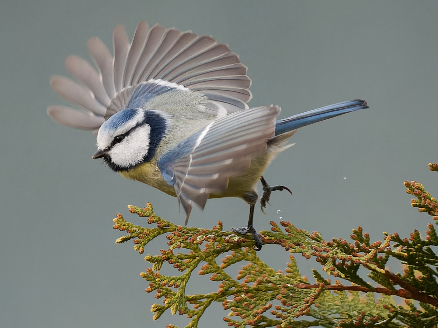 Blaumeise hebt ab!