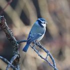 Blaumeise hoch im Baum