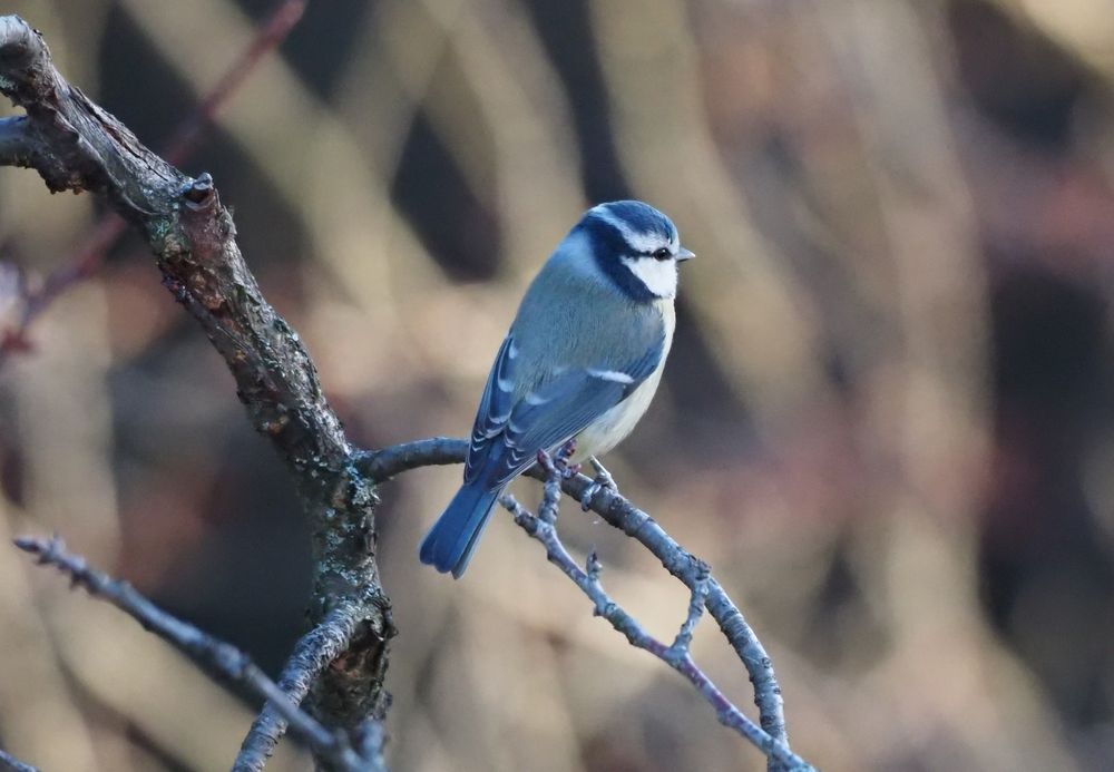 Blaumeise hoch im Baum