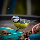 Blaumeise holt sich einen Schluck Wasser