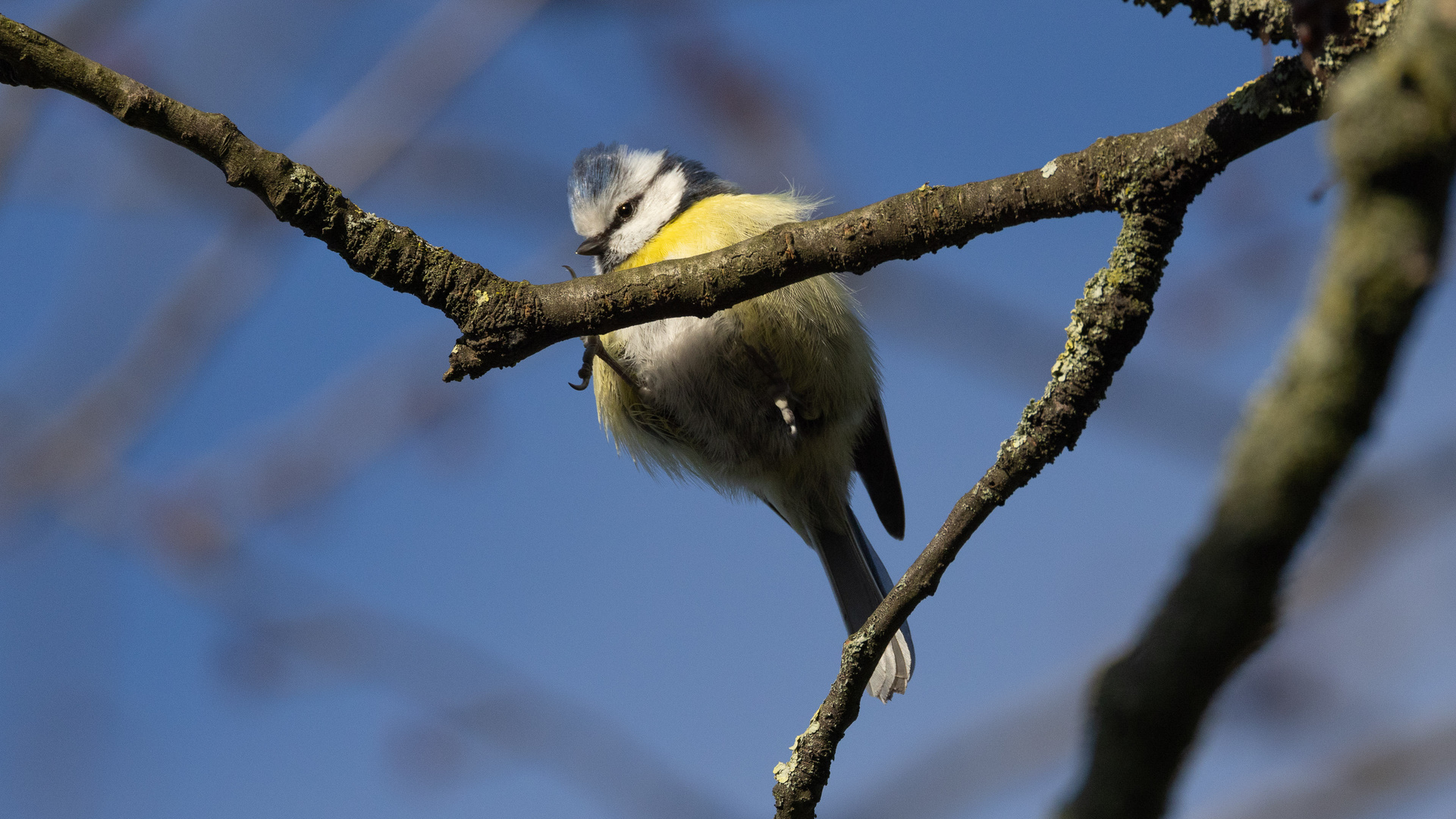 Blaumeise, hüpfend I