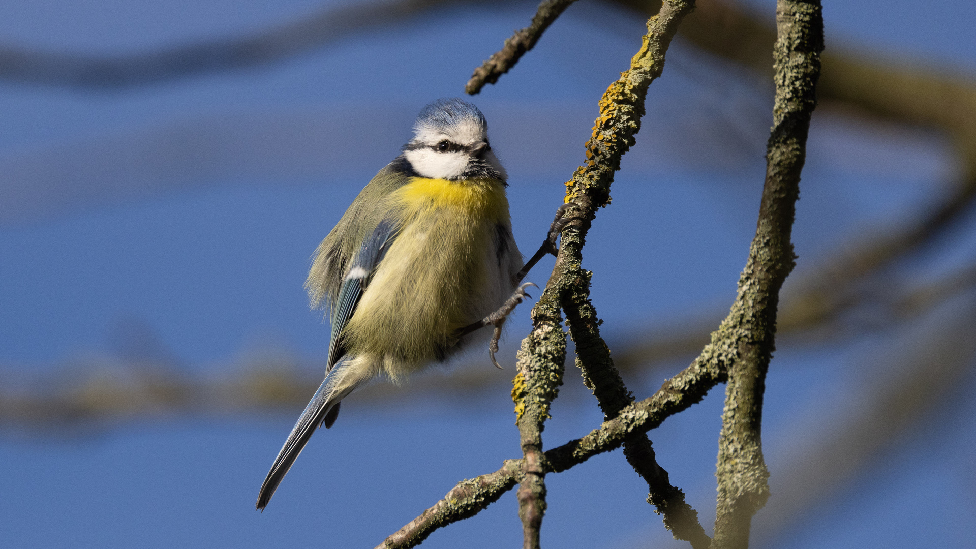 Blaumeise, hüpfend II