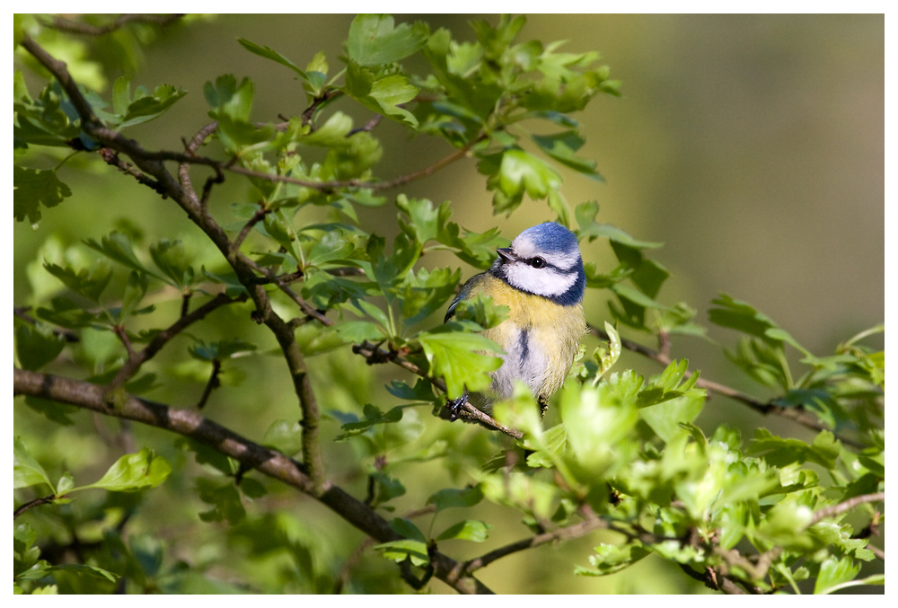 Blaumeise II