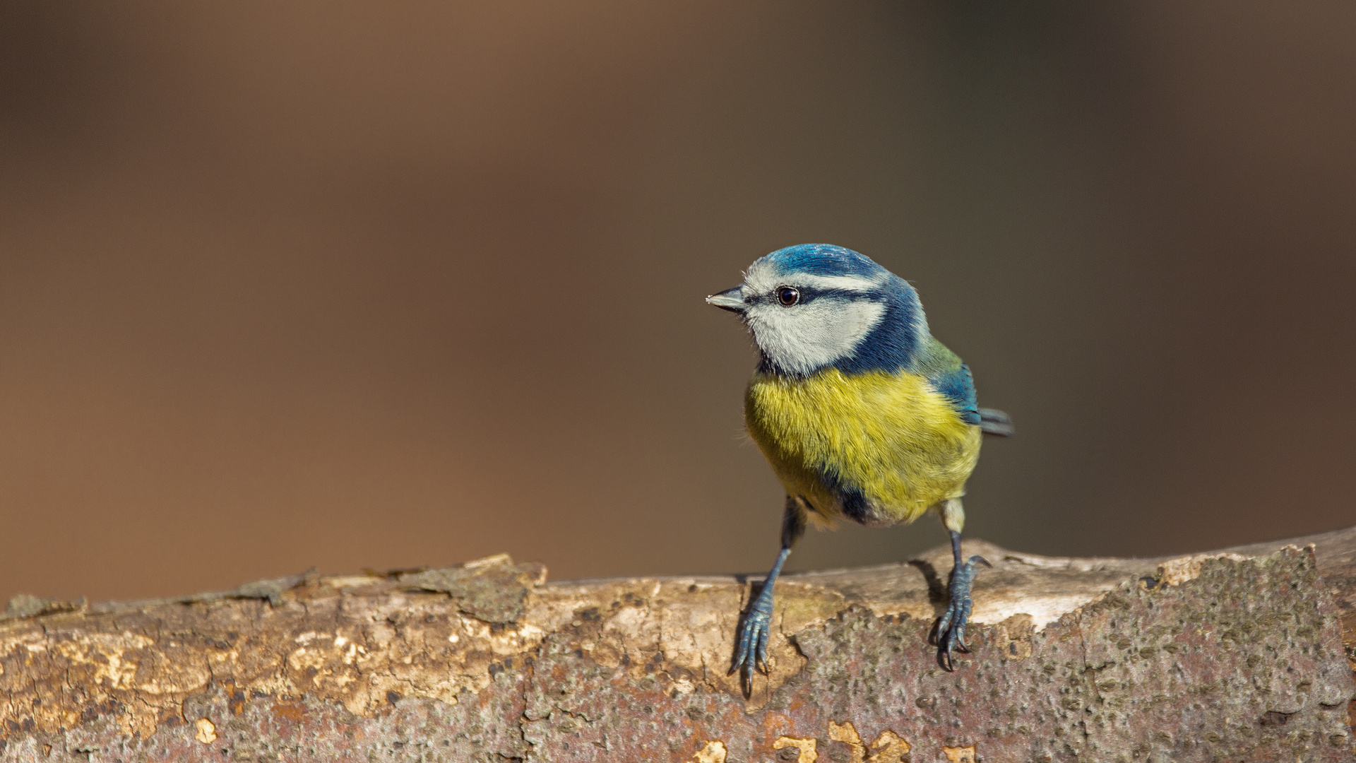 „Blaumeise II (Cyanistes caeruleus)“