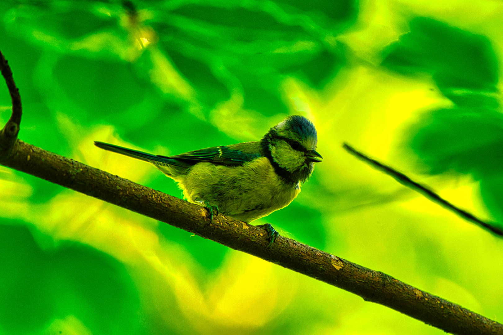 Blaumeise im Abendlicht