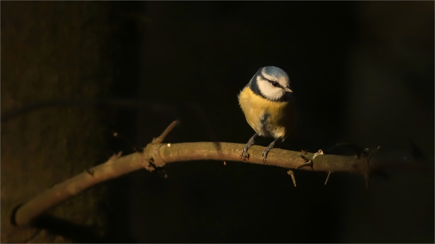 Blaumeise im Abendlicht