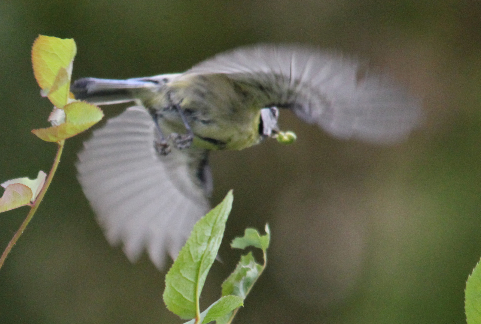 Blaumeise im Abflug