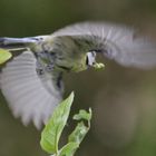 Blaumeise im Abflug