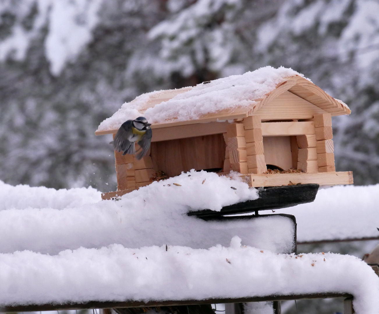 Blaumeise im Abflug