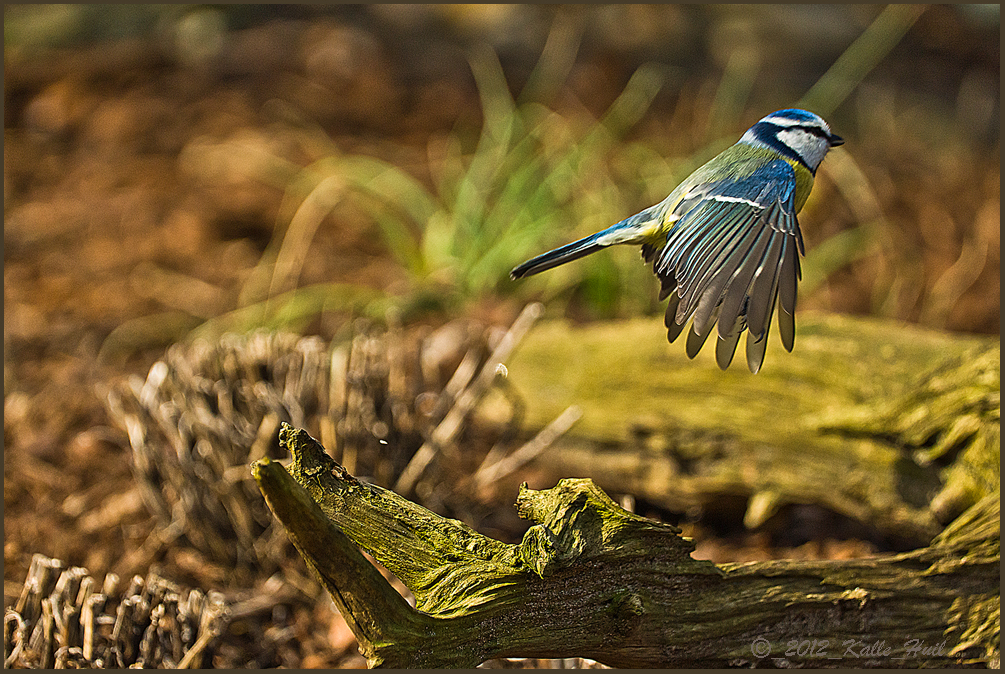 ...Blaumeise im Abflug...