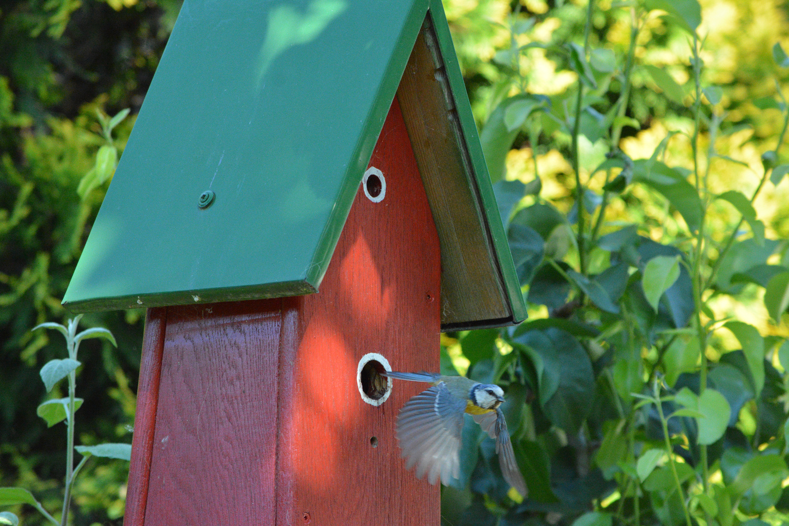 Blaumeise im Abflug