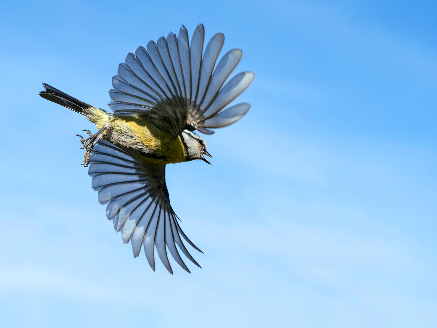 Blaumeise im Abflug vom Ansitz