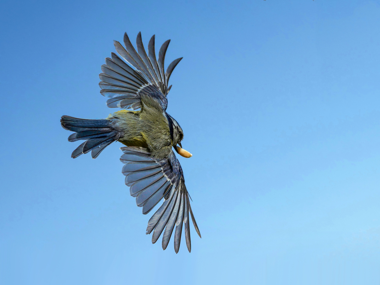 Blaumeise im Abflug vom Ansitz 