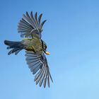 Blaumeise im Abflug vom Ansitz 