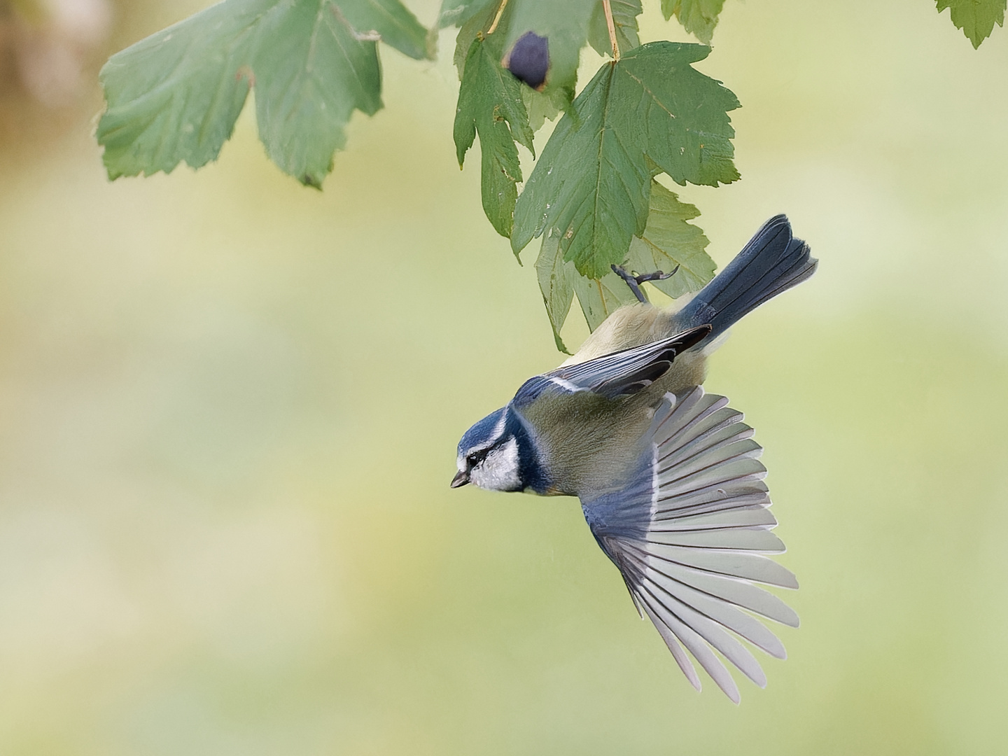 Blaumeise im Ahorn