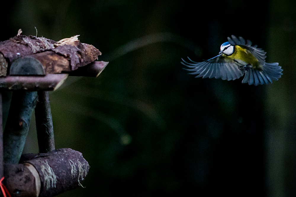 Blaumeise im Anflug