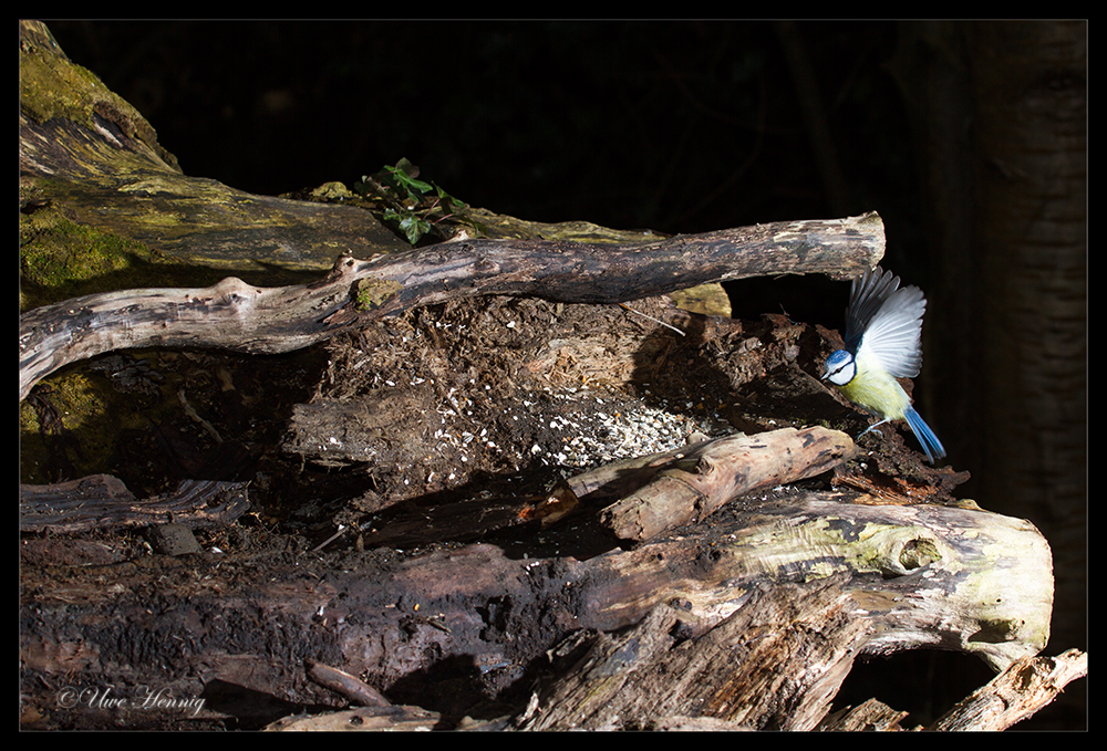 Blaumeise im Anflug