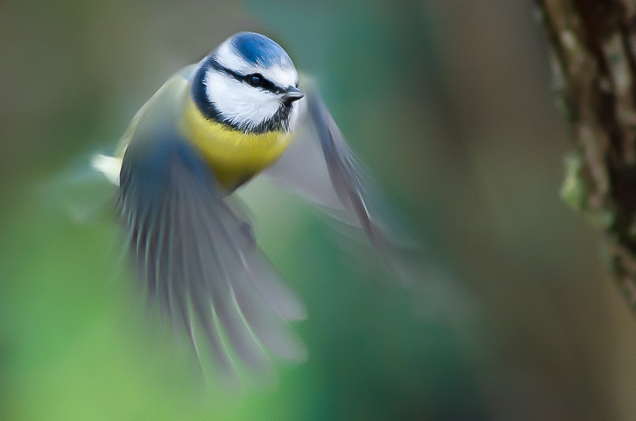 Blaumeise im Anflug