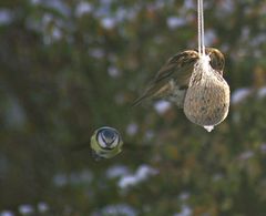 Blaumeise im Anflug