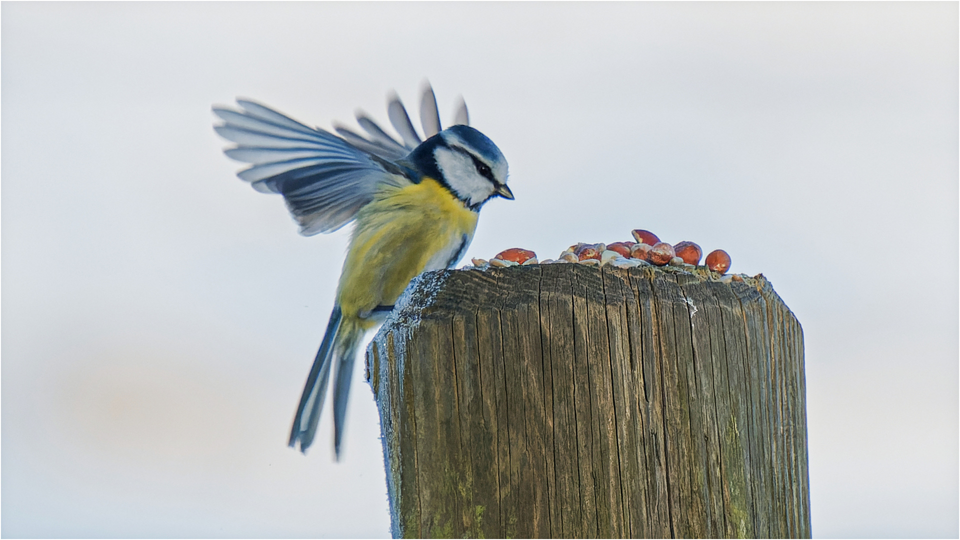 Blaumeise im Anflug  .....