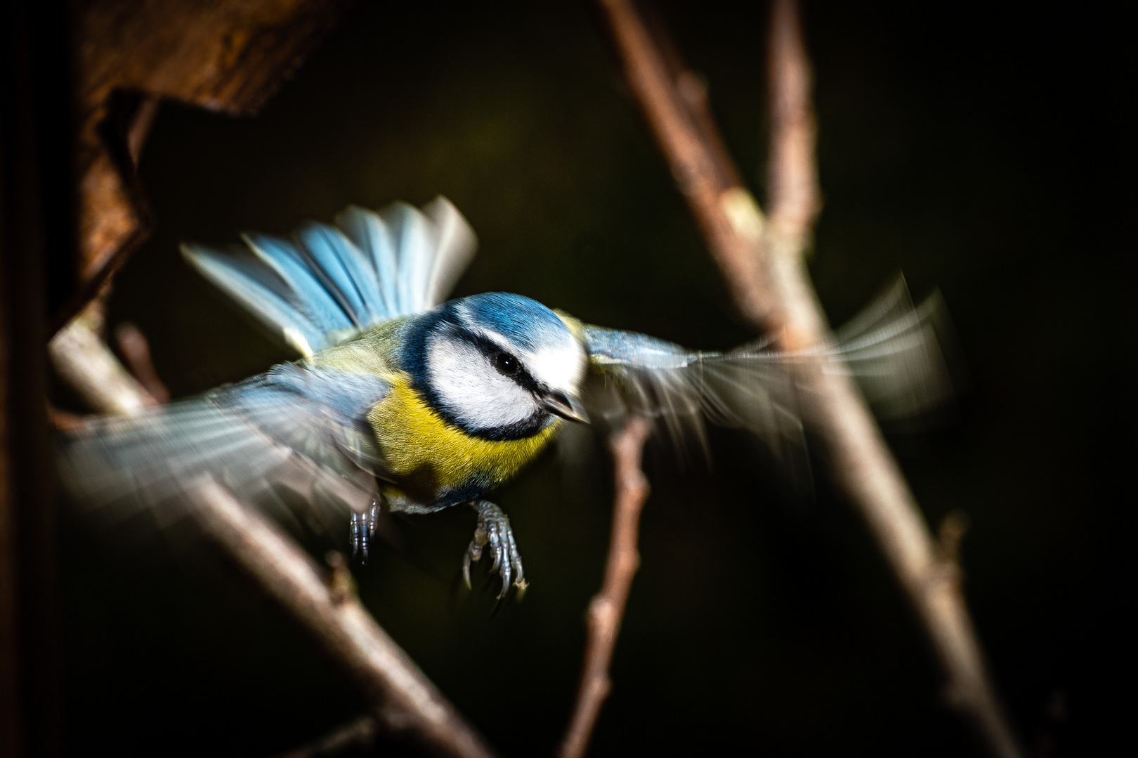 Blaumeise im Anflug