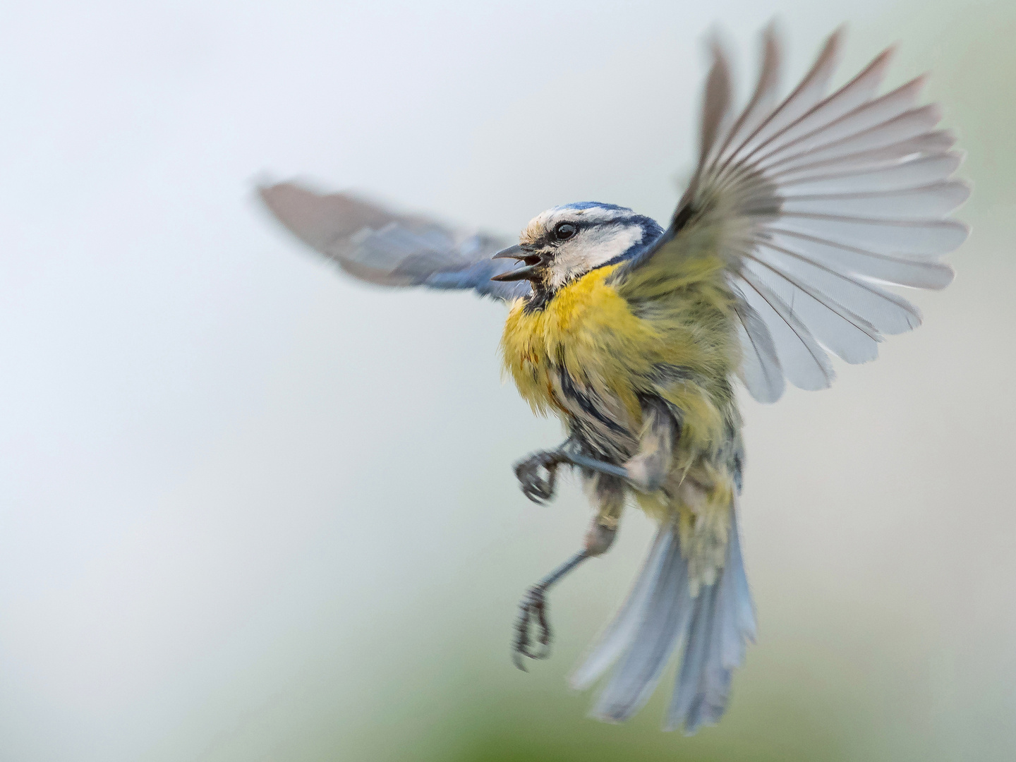 Blaumeise im Anflug