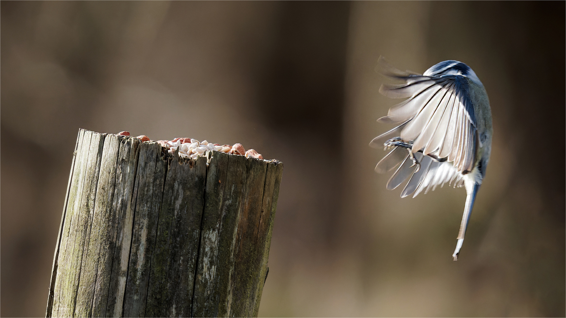 Blaumeise im Anflug  .....