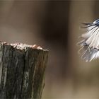 Blaumeise im Anflug  .....