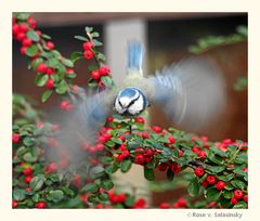 Blaumeise im Anflug