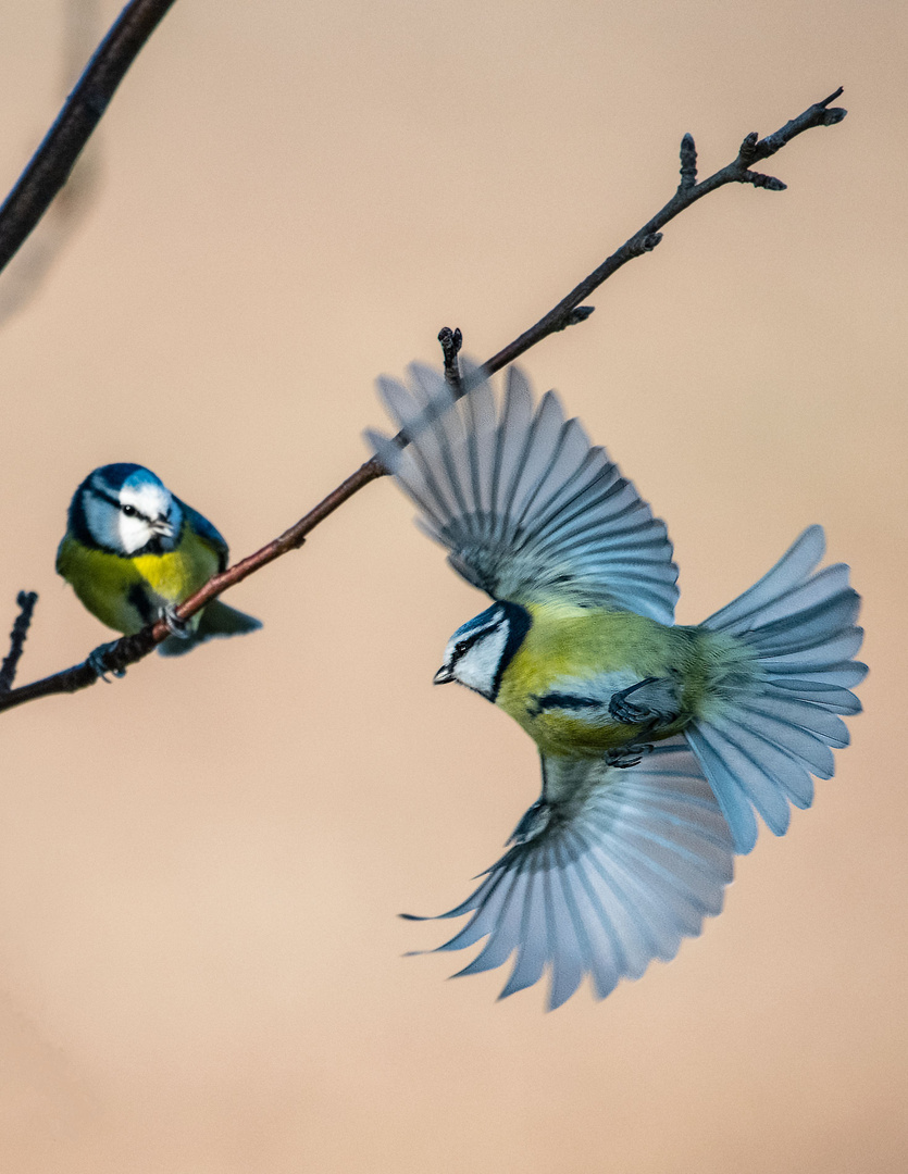 Blaumeise im Anflug