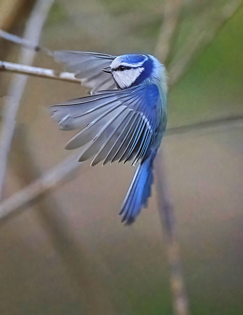 Blaumeise im Anflug zur Fütterung