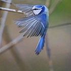 Blaumeise im Anflug zur Fütterung