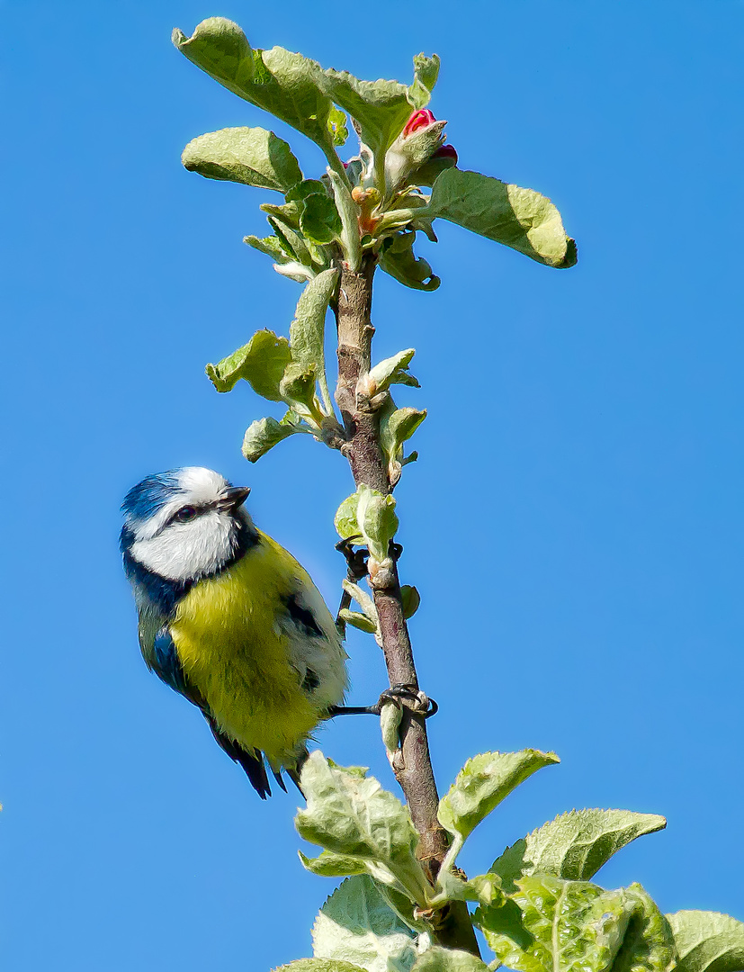 Blaumeise im Apfelbaum