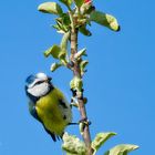 Blaumeise im Apfelbaum