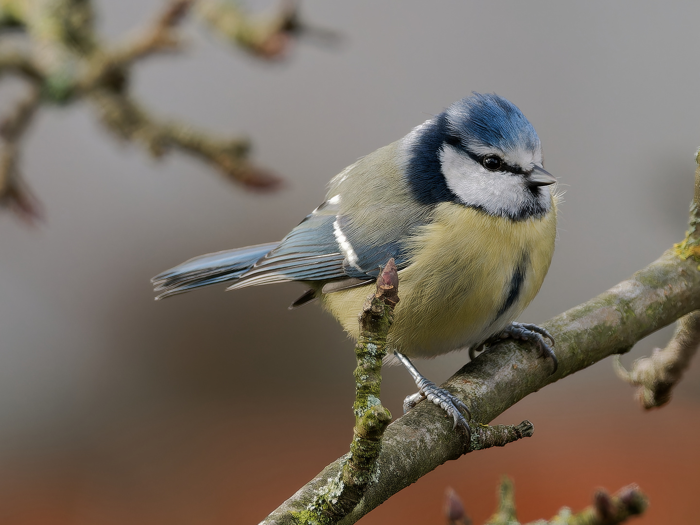 Blaumeise im Apfelbaum