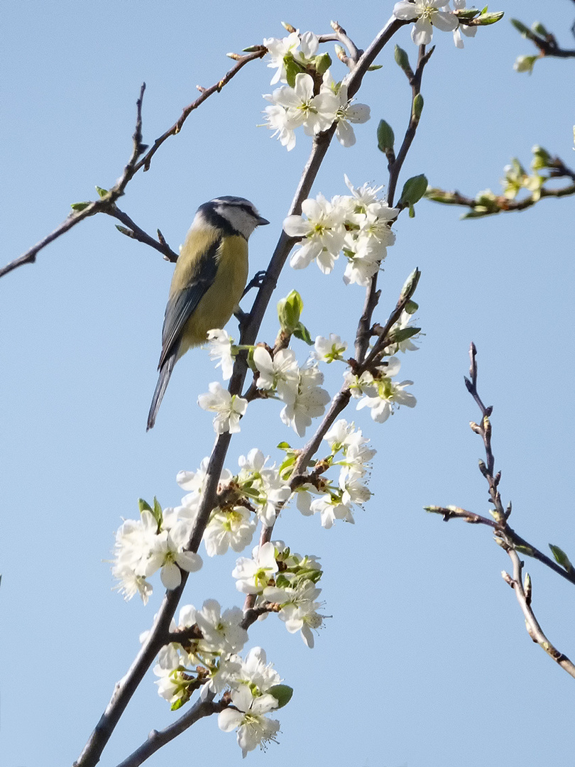 Blaumeise im Apfelpflaumenbaum