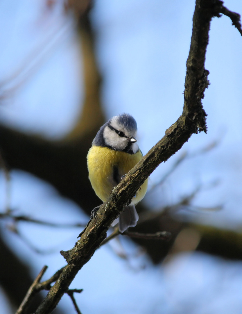 Blaumeise im Baum