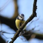 Blaumeise im Baum