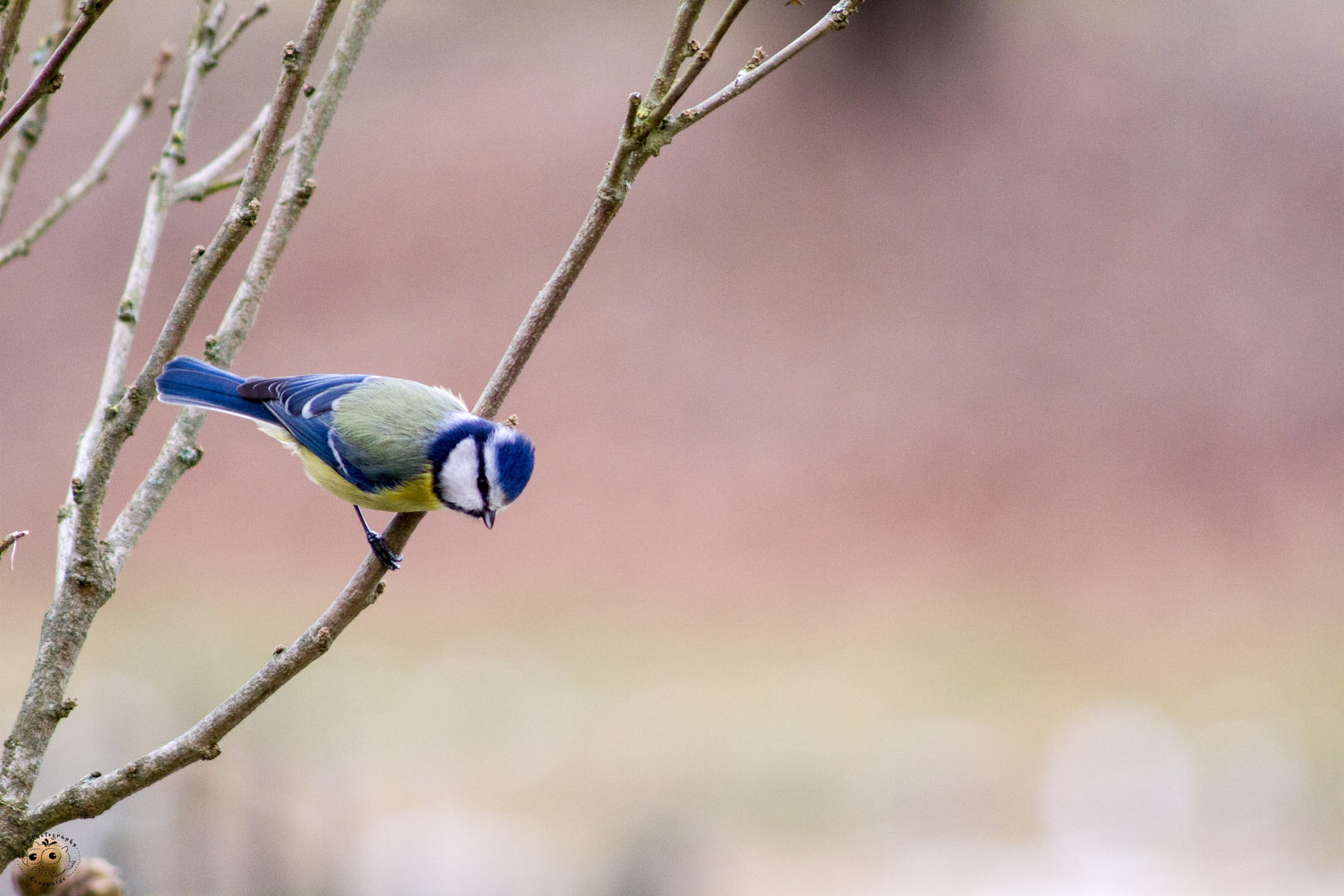 Blaumeise im Beobachtungsstatus