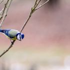 Blaumeise im Beobachtungsstatus