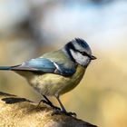 Blaumeise im Berggarten