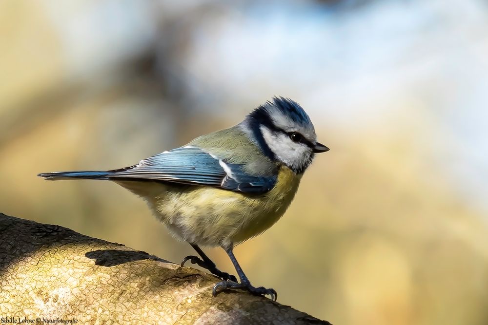 Blaumeise im Berggarten