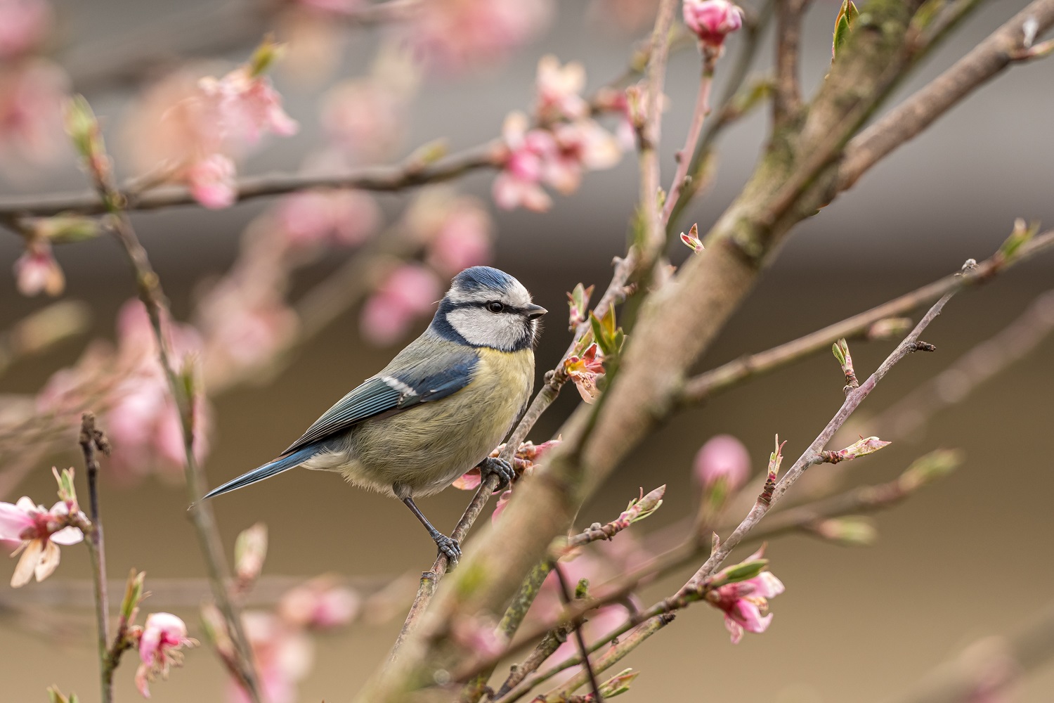 Blaumeise im blühenden Pfirsichbaum