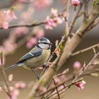 Blaumeise im blühenden Pfirsichbaum