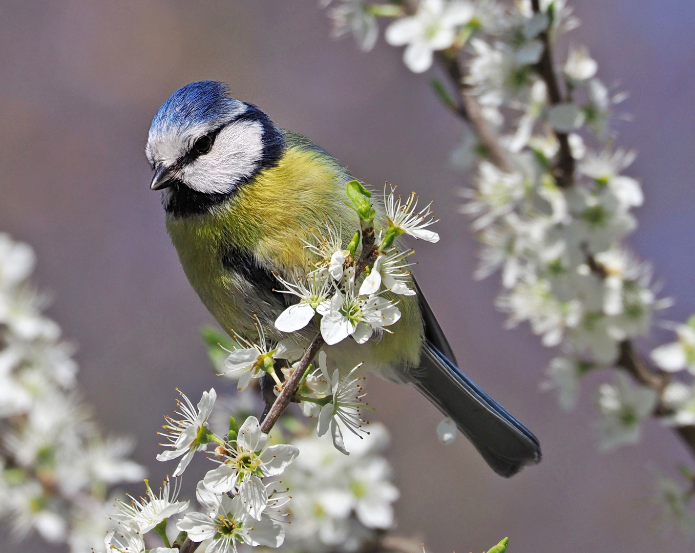 Blaumeise im Blütenmeer&hellip; Foto & Bild | tiere, wildlife, wild lebende