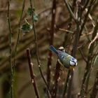 Blaumeise im den Brombeeren