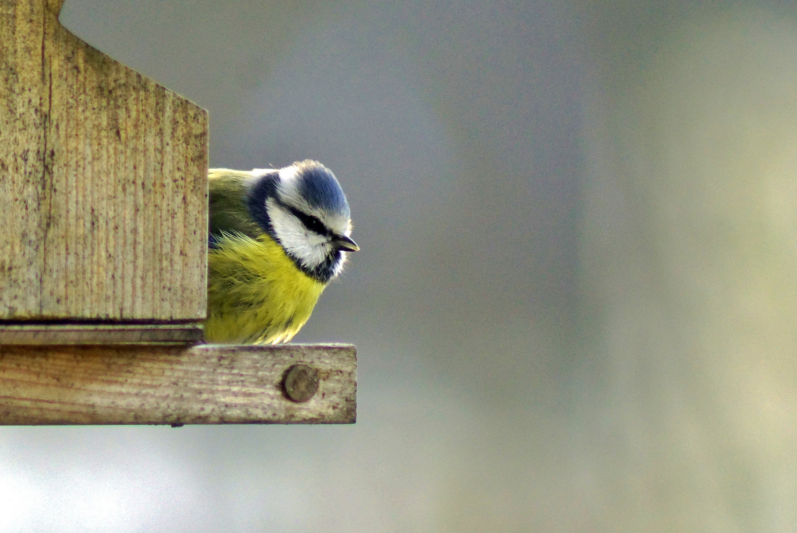 Blaumeise im Dezember