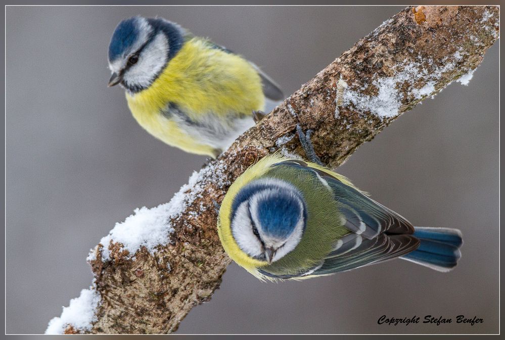 Blaumeise im Doppelpack