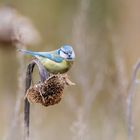 Blaumeise im Feld