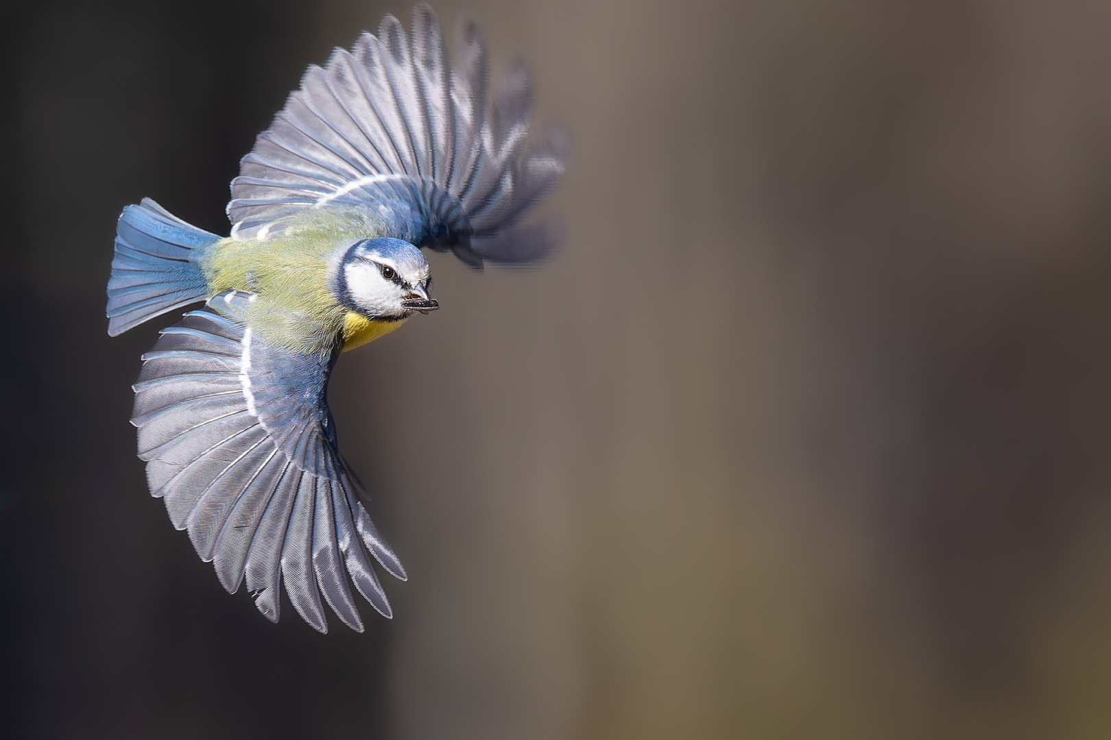 Blaumeise im Flug